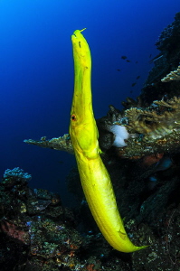 ~ Blow that Trumpet ~ by Geo Cloete 